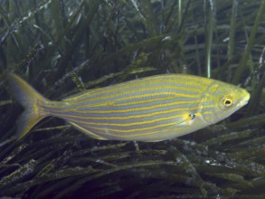 A single, colorful fish with yellow-blue stripes, gold stripes (Sarpa salpa), swims through