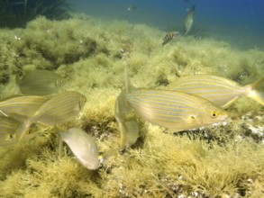 A swarm of fish, gold welts (Sarpa salpa), swims across algae-covered seabed in clear water in the