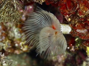 A smooth calcareous tubular worm (Protula tubularia) with spread tentacles in a lively reef in the