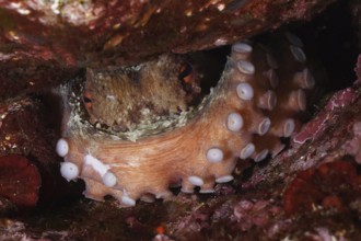 An octopus, common octopus (Octopus vulgaris) has hidden itself in a cave in the Mediterranean near