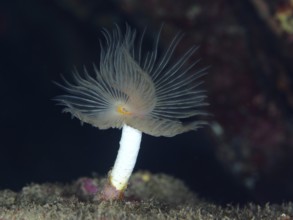 A single smooth calcareous worm (Protula tubularia) that develops its fine tentacles in dark water