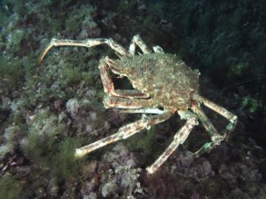 A large crab, spider crab (Maja squinado), moves among algae along a reef in the Mediterranean near