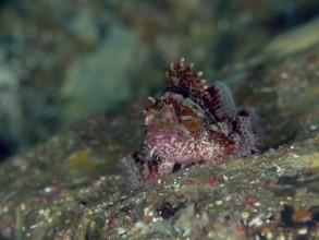 A small scorpionfish, Little Dragonhead (Scorpaena notata), rests camouflaged on the seabed,