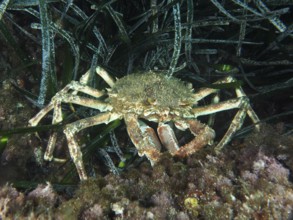 A crab, spider crab (Maja squinado), moves cleverly and camouflaged through Neptune grass