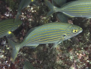 Fish with distinctive stripes, gold stripes (Sarpa salpa), swim elegantly through the Mediterranean