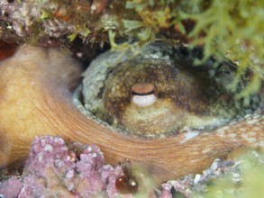 An octopus, common octopus (Octopus vulgaris) hiding among algae and looking at its surroundings in