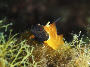 Small orange-black fish, yellow pointed hagfish (Tripterygion delaisi), hidden among algae in the