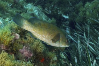 Spotted wrapfish (Labrus bergylta) swims next to rocks and various underwater plants in the