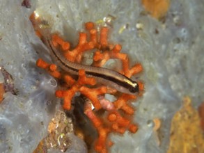 A small fish, long-striped hagfish (Parablennius rouxi), rests on a lively orange falsified coral