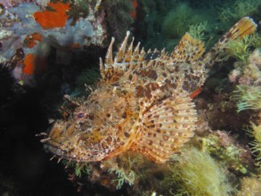 A detailed scorpionfish, Great Red Dragonhead (Scorpaena scrofa), camouflages itself among colorful