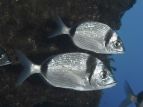 Two binded breams (Diplodus vulgaris) close to a rock in the blue water in the Mediterranean near