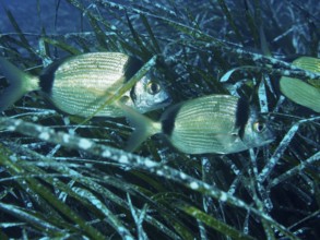 Two two-banded breams (Diplodus vulgaris) hide in Neptune grass (Posidonia oceanica) in the