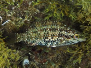 Five-legged wrapfish (Symphodus roissali) with patterned brown and green scales between algae in