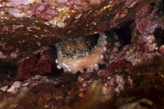 Octopus, common octopus (Octopus vulgaris) with visible tentacles hides between rocks in the