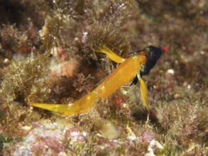 Small orange-colored fish with a dark head, yellow pointed hagfish (Tripterygion delaisi), between