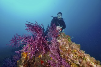 Diver explores a purple coral, color-changing gorgony (Paramuricea clavata), overgrown underwater