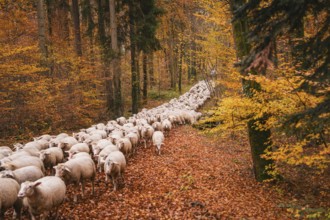 A large flock of sheep moves through an autumnal forest full of orange leaves, Gechingen, Calw