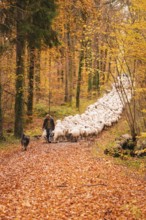 Flock of sheep moving through colorful autumn forest, accompanied by a shepherd and dog, Gechingen,