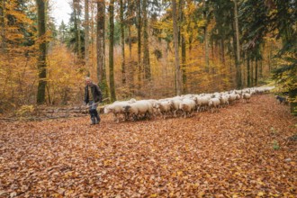 A guardian leads a flock of sheep through a colorful autumn forest, Gechingen, Calw district,