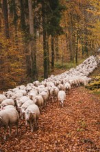 A long flock of sheep wanders through a colorful autumn forest, Gechingen, Calw district, Germany