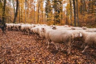 A flock of sheep wanders through an autumn forest on a path covered with leaves, Gechingen, Calw