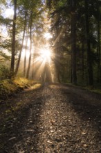 A forest trail in morning light with sunbeams breaking through the trees, Gechingen, Calw district,