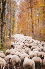 Dense group of sheep on a path between tall, orange-colored trees, Gechingen, Calw district,