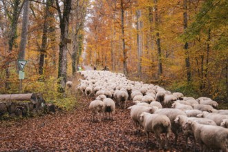 A flock of sheep moves along a trail in autumn forest, Gechingen, Calw district, Germany