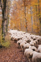 Sheep march through the autumn forest followed by a guardian, Gechingen, Calw district, Germany