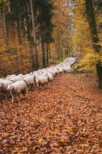 Sheep follow a path through the autumnal forest covered with leaves, Gechingen, Calw district,