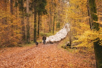 A guardian and dog accompany a flock of sheep through an autumn forest, Gechingen, Calw district,