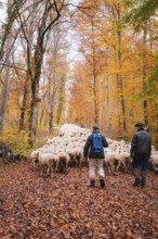 Two people lead a large flock of sheep on an autumn forest trail, Gechingen, Calw district, Germany