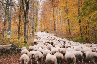 Flock of sheep wandering through autumnal forest with orange leaves on the ground, Gechingen, Calw