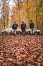 Three people accompany a flock of sheep on a leafy forest trail in autumn, Gechingen, Calw