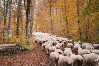 Flock of sheep wandering on a path covered by leaves through the autumn forest, Gechingen, Calw