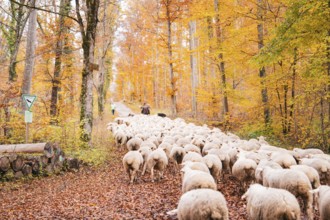 A flock of sheep is led by a keeper through the autumn forest, Gechingen, Calw district, Germany