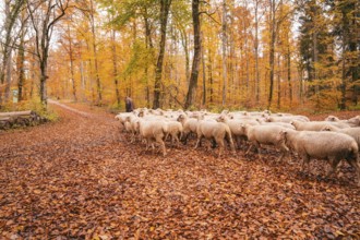 A flock of sheep wandering through an autumnal forest full of fallen leaves, Gechingen, Calw