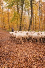 Sheep move through a path in autumn forest, accompanied by a guardian, Gechingen, Calw district,