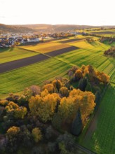 Green and golden fields in autumn, trees, in rural surroundings, Aidlingen, Böblingen district,