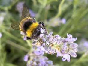 Close-up of bumblebee (Bombus terrestris) sitting on flower sucking nectar, international