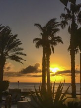 View through palm trees at sunset over calm sea in the tropics in front of seaside terrace,