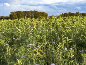Field with bee-friendly flowers in autumn on sunny autumn day with sunflowers (Helianthus) in full