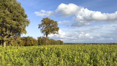 In the foreground field in autumn on sunny autumn day with sunflowers (Helianthus) in full bloom