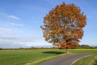 Red oak (Quercus rubra) in autumn, Münsterland, North Rhine-Westphalia, Germany