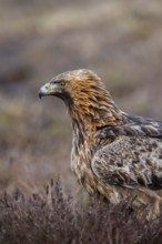 European golden eagle (Aquila chrysaetos chrysaetos) close-up portrait of adult in moorland,