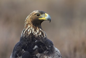 European golden eagle (Aquila chrysaetos chrysaetos) close-up portrait of juvenile in moorland,