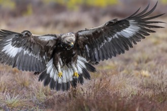 European golden eagle (Aquila chrysaetos chrysaetos) juvenile showing large talons in flight while