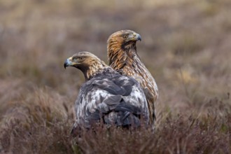 Two European golden eagles (Aquila chrysaetos chrysaetos) sitting in moorland, heathland in winter