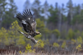 European golden eagle (Aquila chrysaetos chrysaetos) juvenile in flight, landing in moorland,