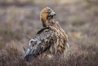 European golden eagle (Aquila chrysaetos chrysaetos) adult resting in moorland, heathland in winter